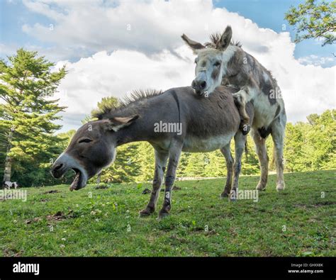 Oct 31, 2023 · Get ready to witness the incredible bond between horses and donkeys as they engage in the most unusual animal love. This fascinating video captures the intim... 